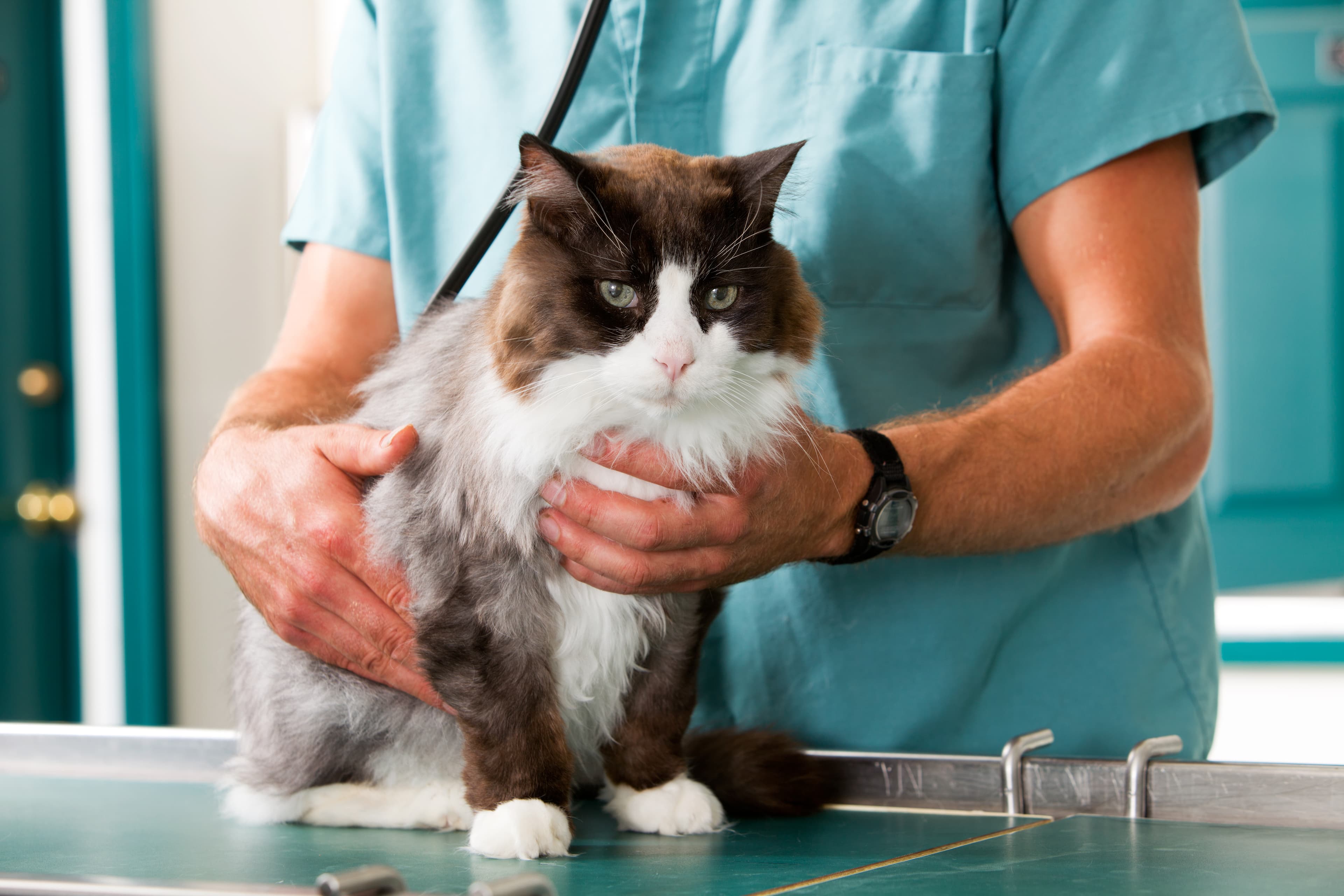 Cat Vet