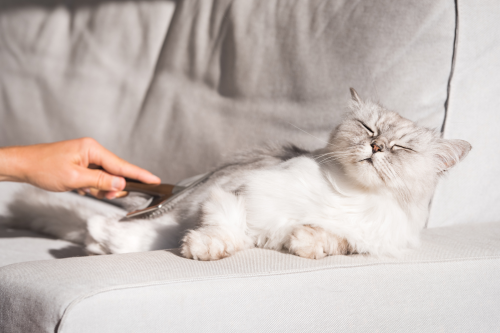Fellpflege für Katzen – Alles, was du wissen solltest