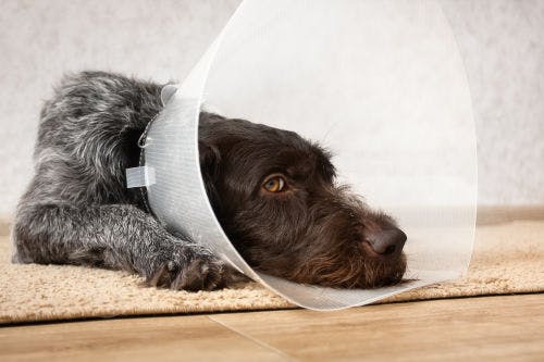 Dog bite injuries - Tips & advice on what to do