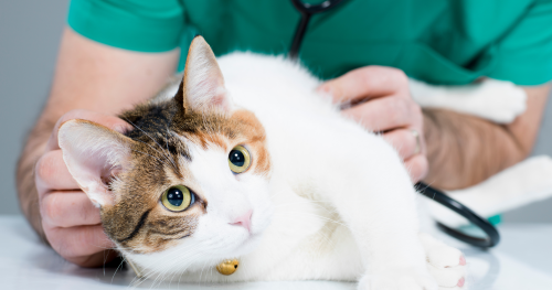 Tips for a better veterinary visit with your cat