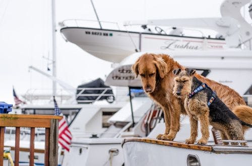 Do this for safe boat trips with your dog
