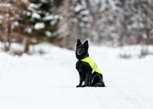 How to protect your dog in the dark with reflex