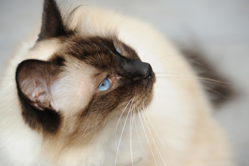 Birman - Everything you need to know about the cat breed