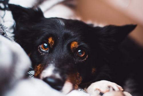Augenentzündungen bei Hunden