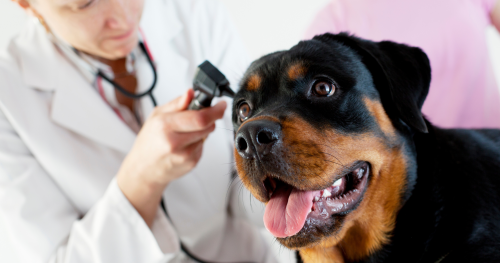 How to train your dog for the vet visit