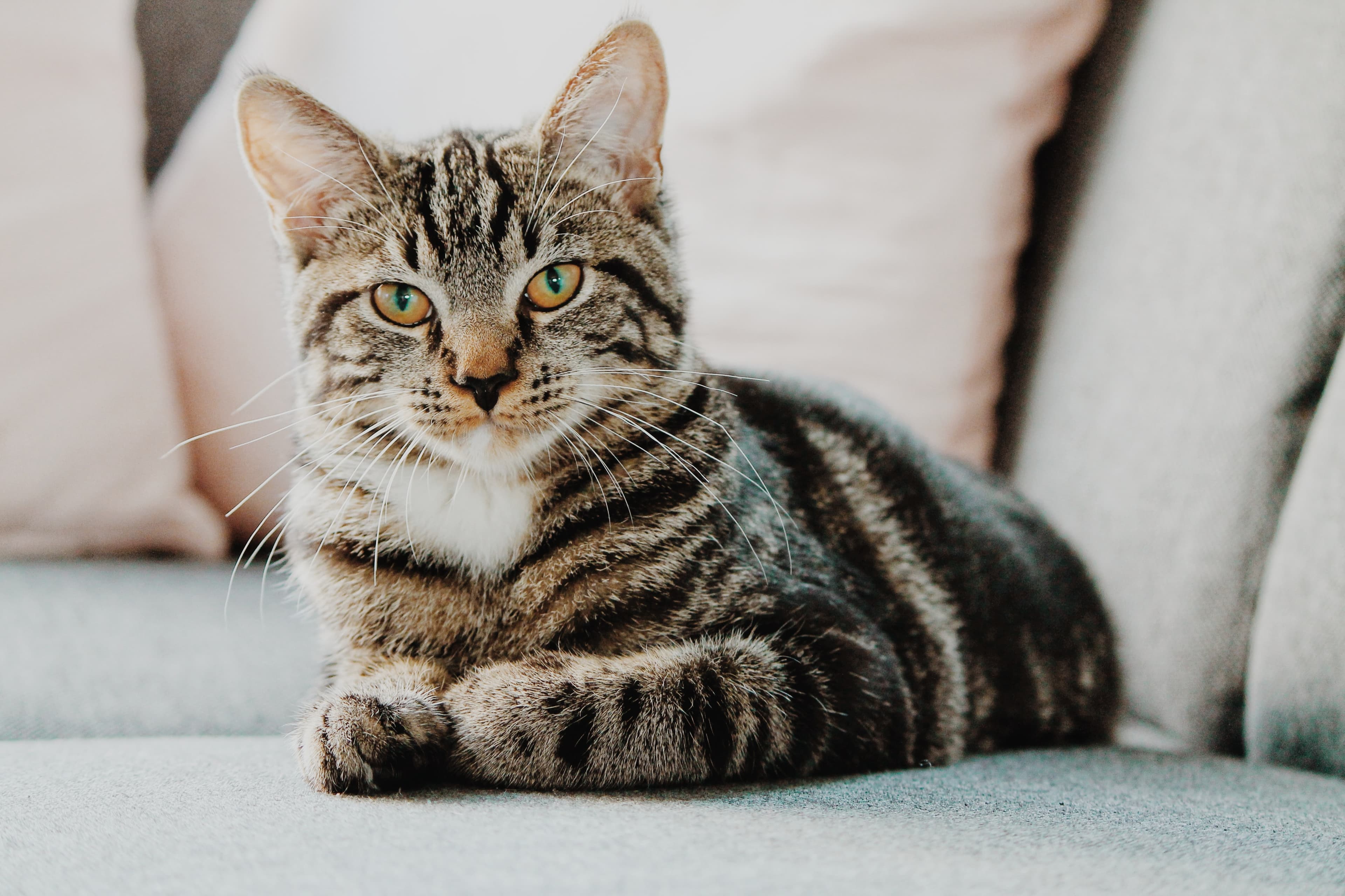 https://unsplash.com/photos/IbPxGLgJiMI