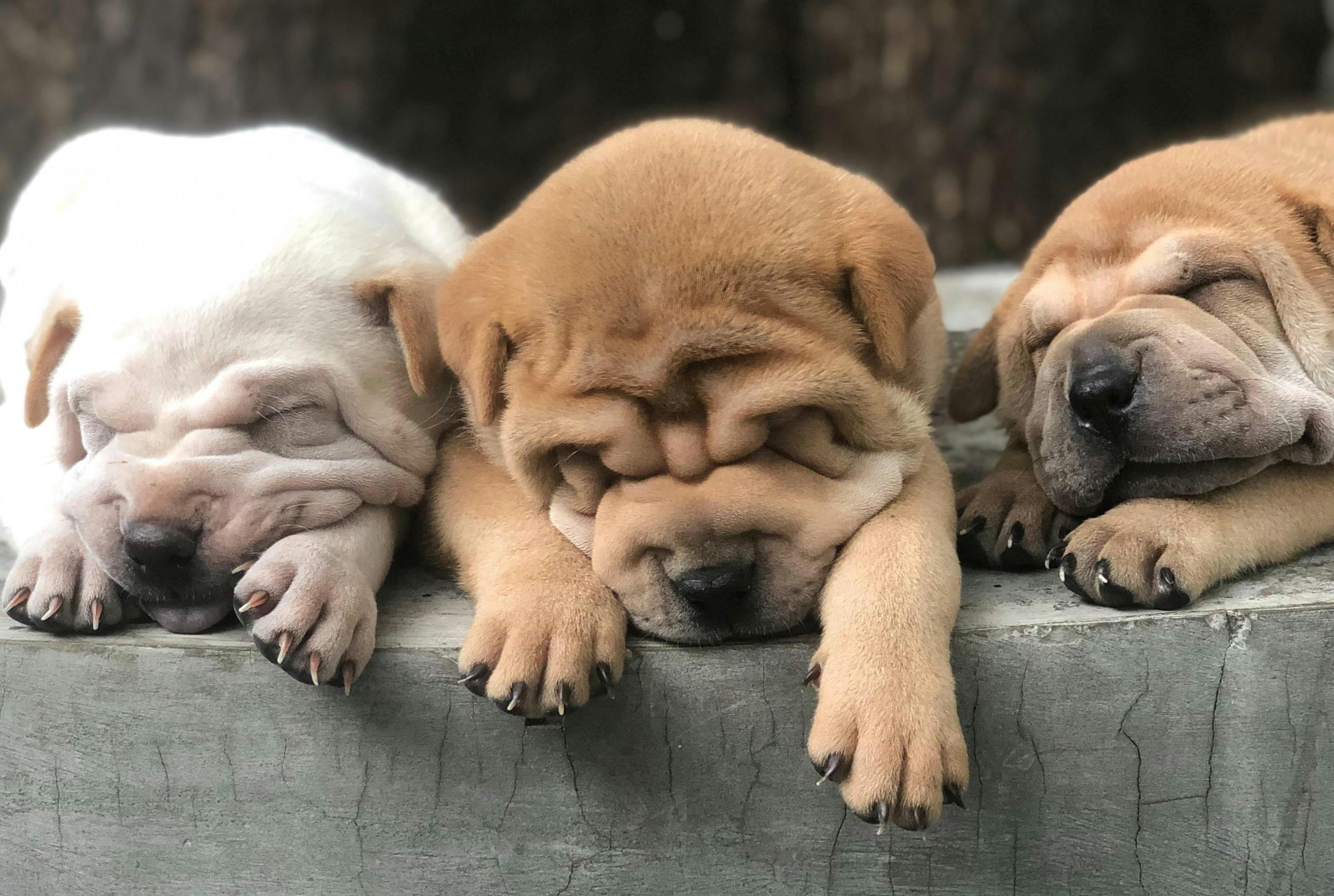 three sleeping puppies