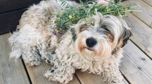 5 tips for a safe Midsummer celebration with your dog 