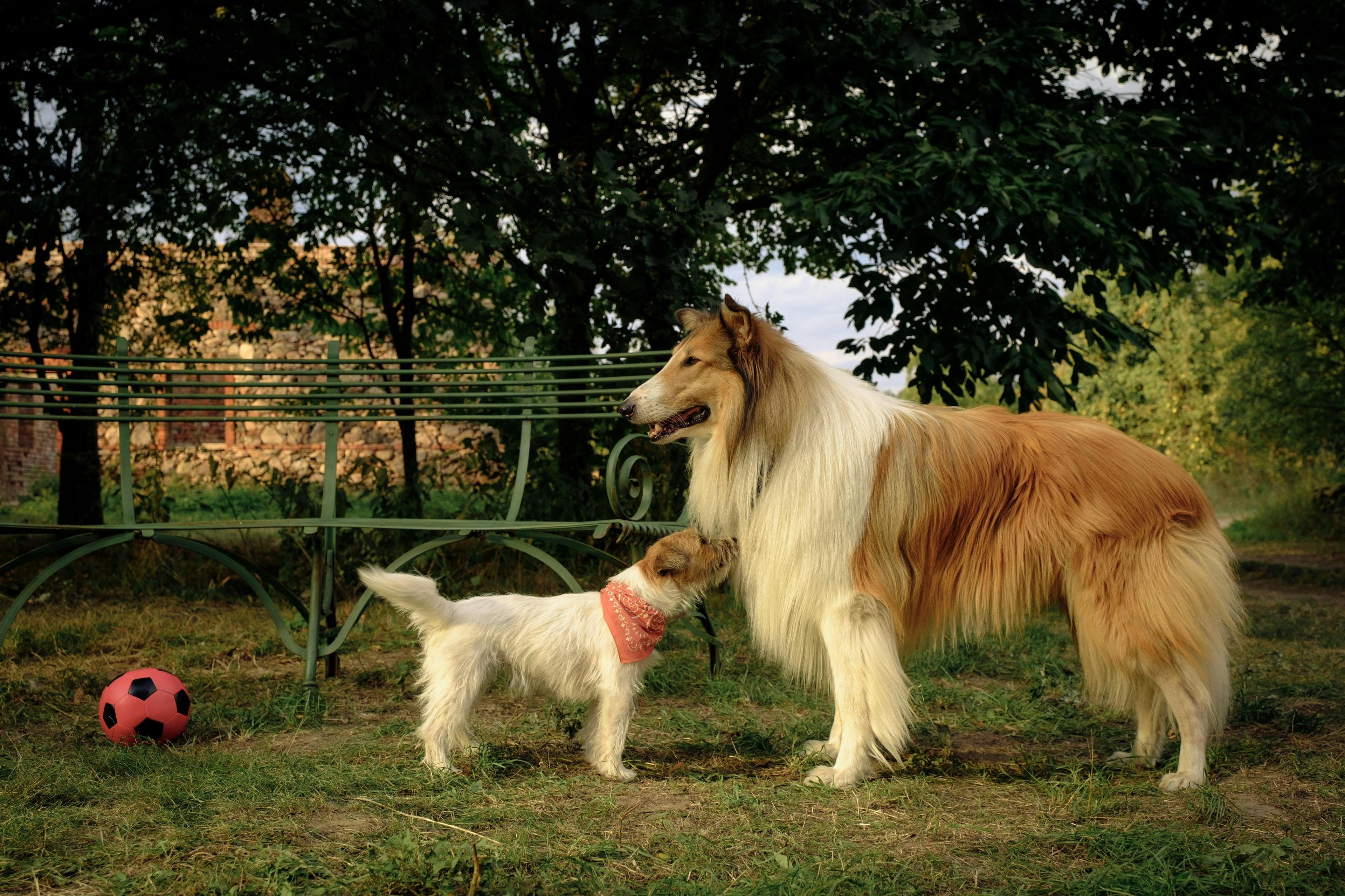 Ger:Lassie and Pippa