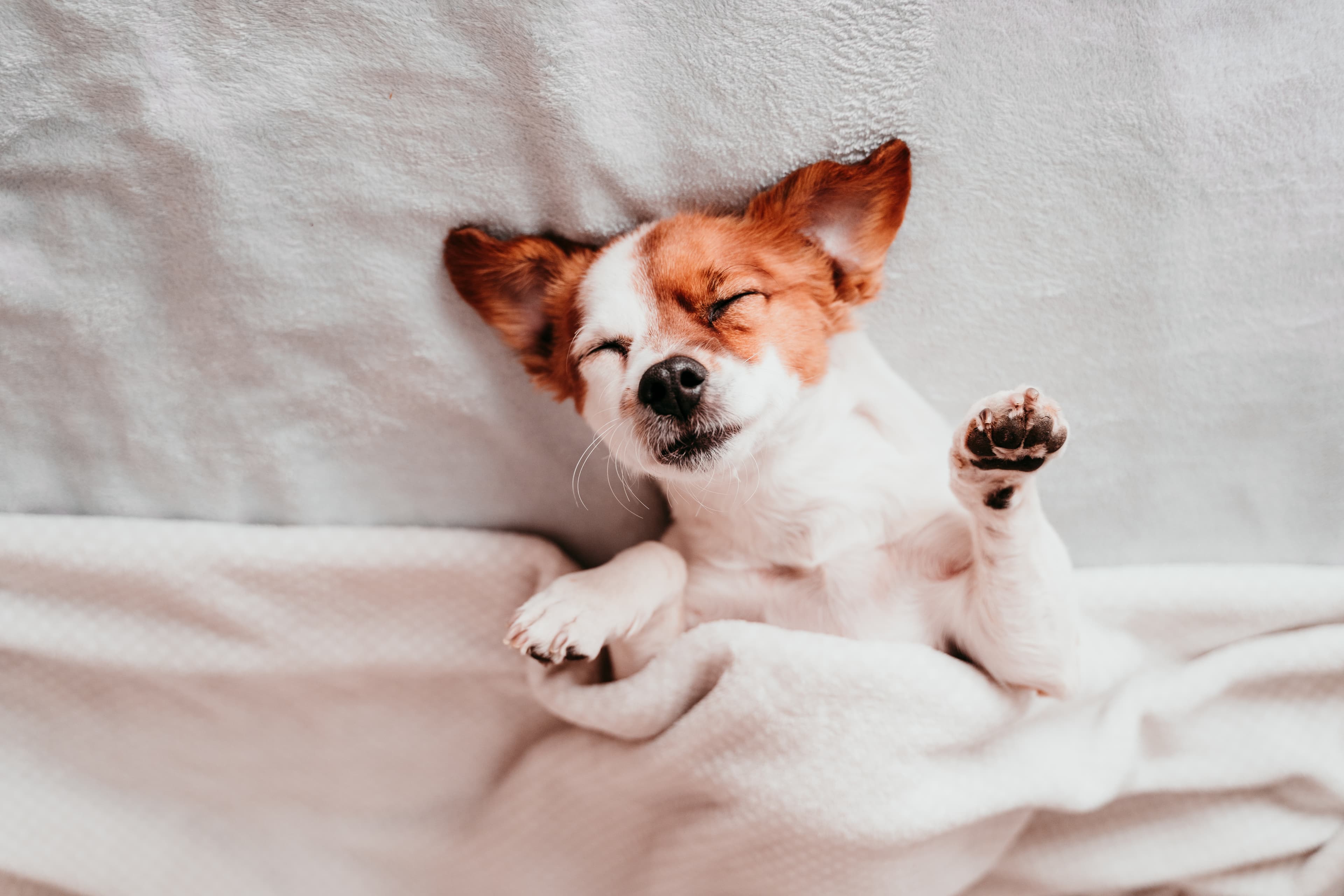If your dog is already insured, we help you transfer your insurance to Lassie.