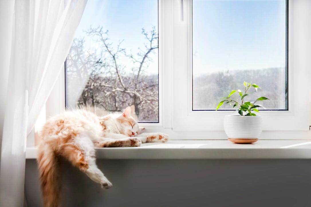 A charming cat sitting on a windowsill, contemplating the cost of cat insurance. Compare prices for cat insurance plans to ensure the best coverage for your feline friend's health and well-being.