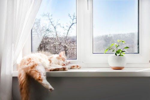 Gestalte dein Zuhause katzengerecht