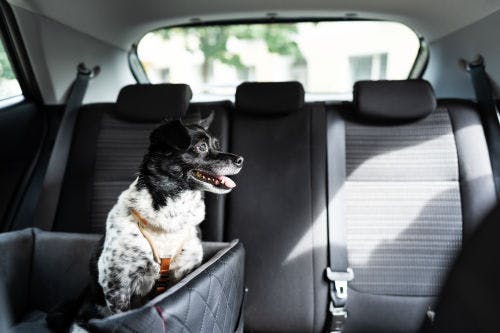 How to help your dog with motion sickness in the car