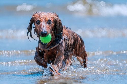 Damp eczema and hot spots in dogs