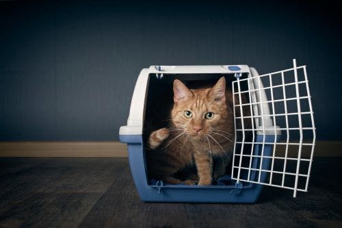 Cat and cage