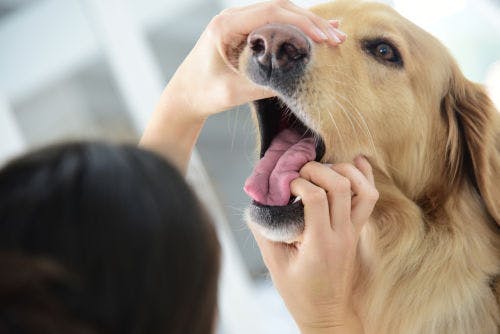 So untersuchst du die Zähne und das Maul deines Hundes