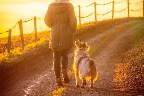 Spontane Kontakte mit anderen Hunden fördern