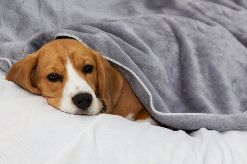 Die Körpertemperatur deines Hundes messen