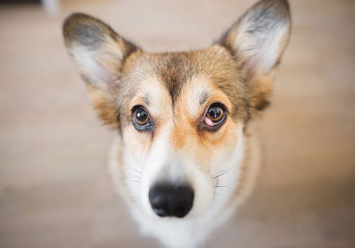Warum dein Hund eine Schwellung an der Innenseite des Auges haben kann