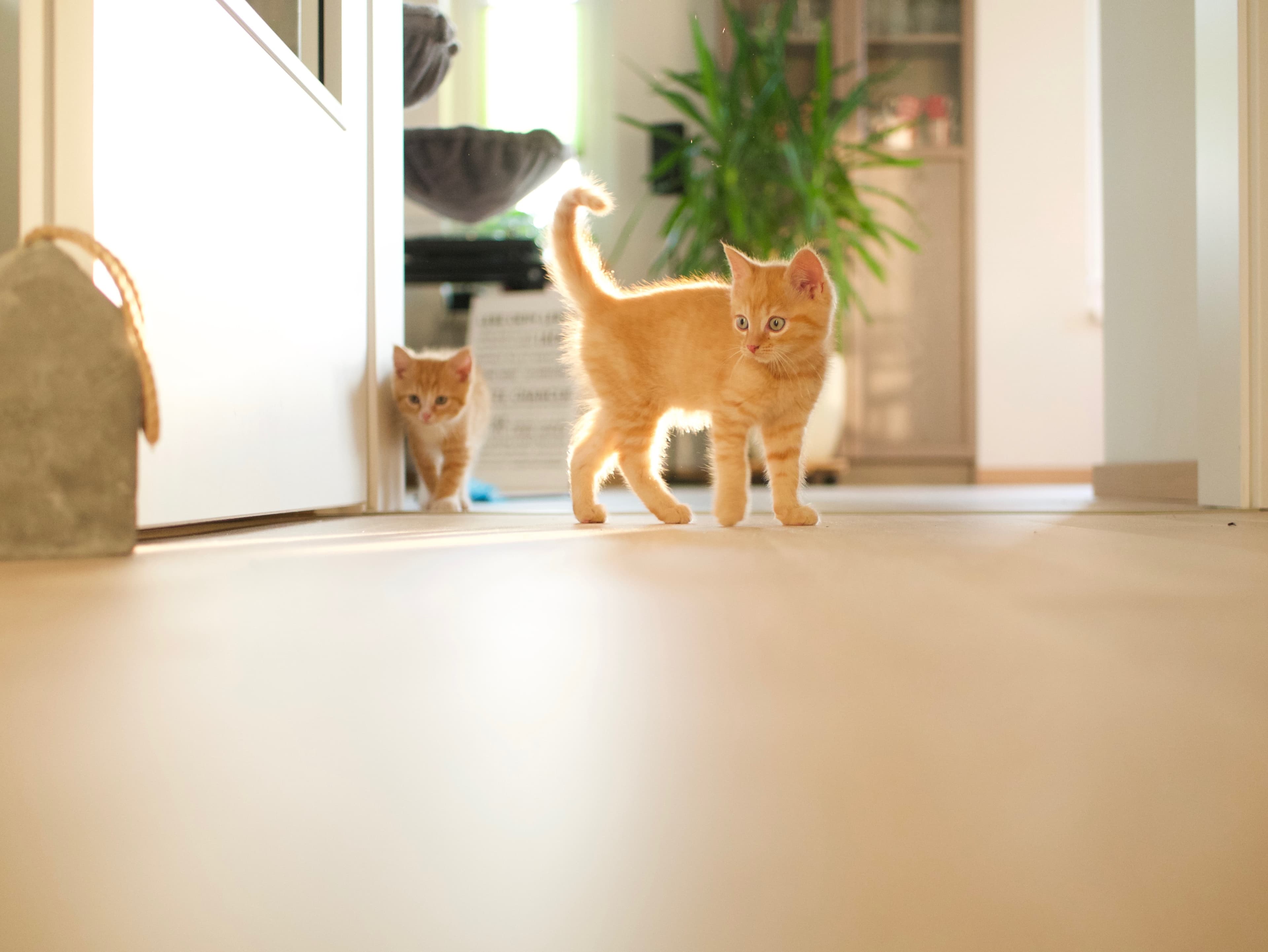 Katter inomhus