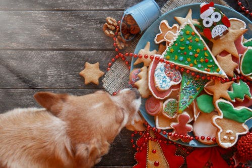 Weihnachtsessen, das dienen Hund krank machen kann