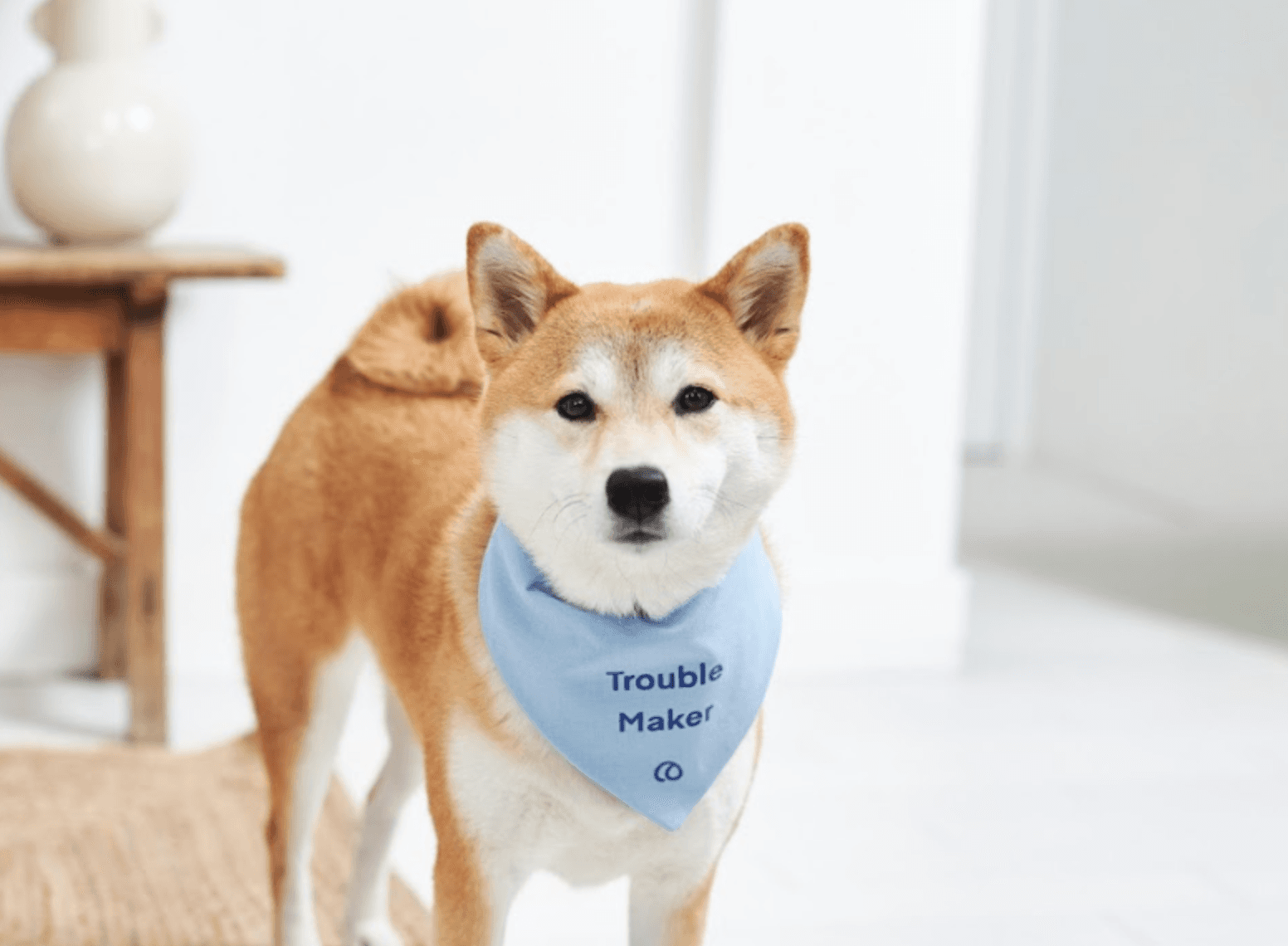 Hund OP Schutz