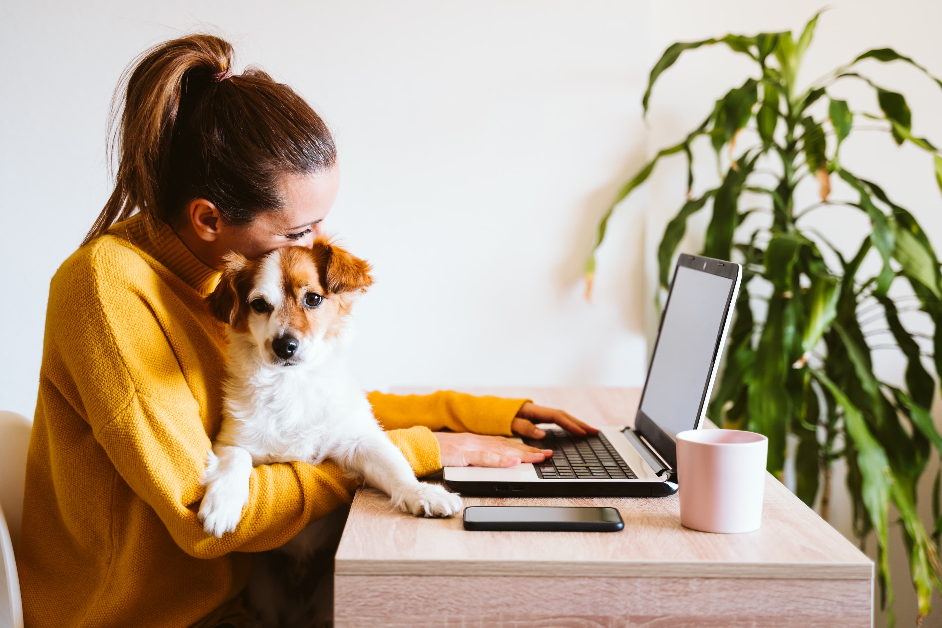 Hund im Büro