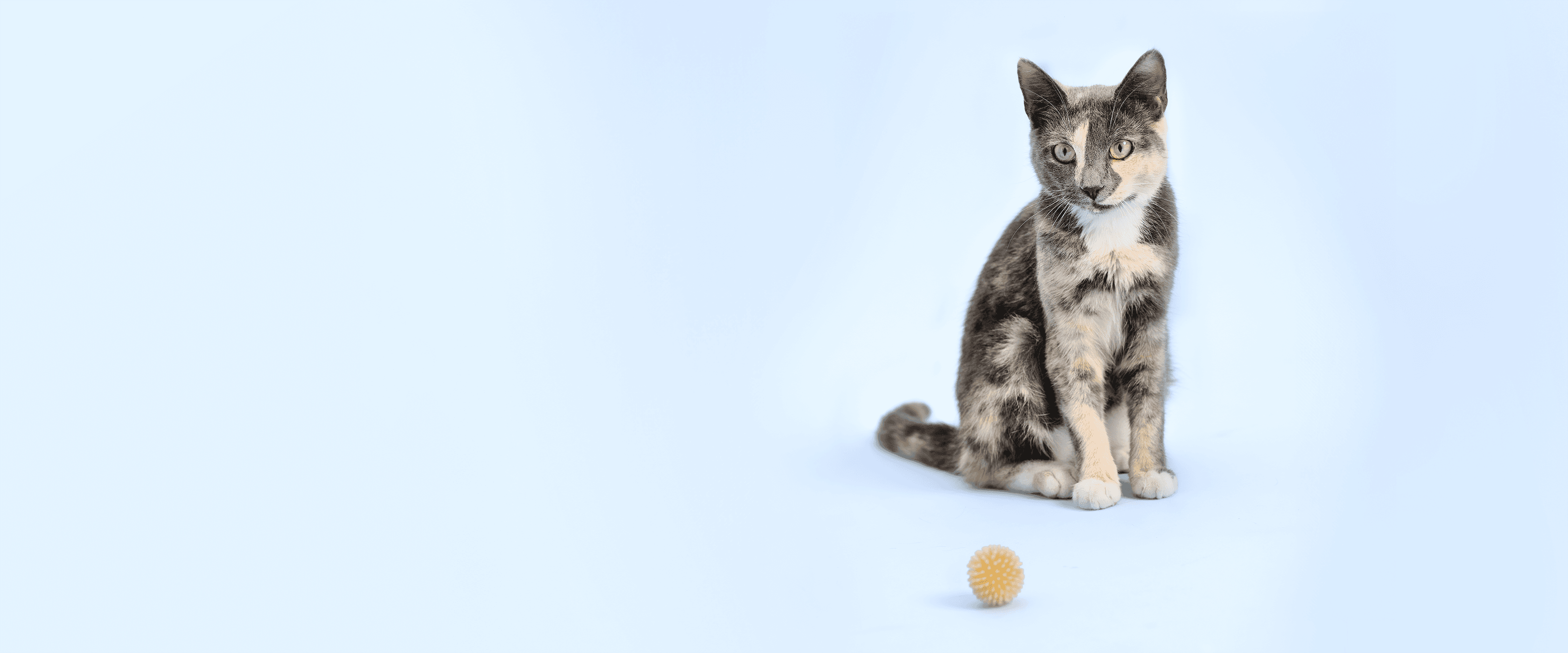 Cat1