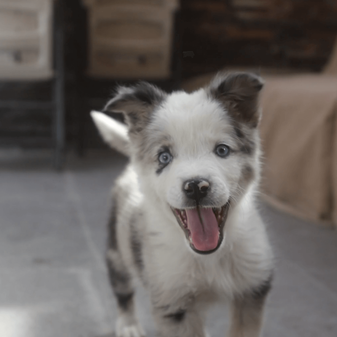 Lassie Haustierversicherungen Hunde Hero 2024