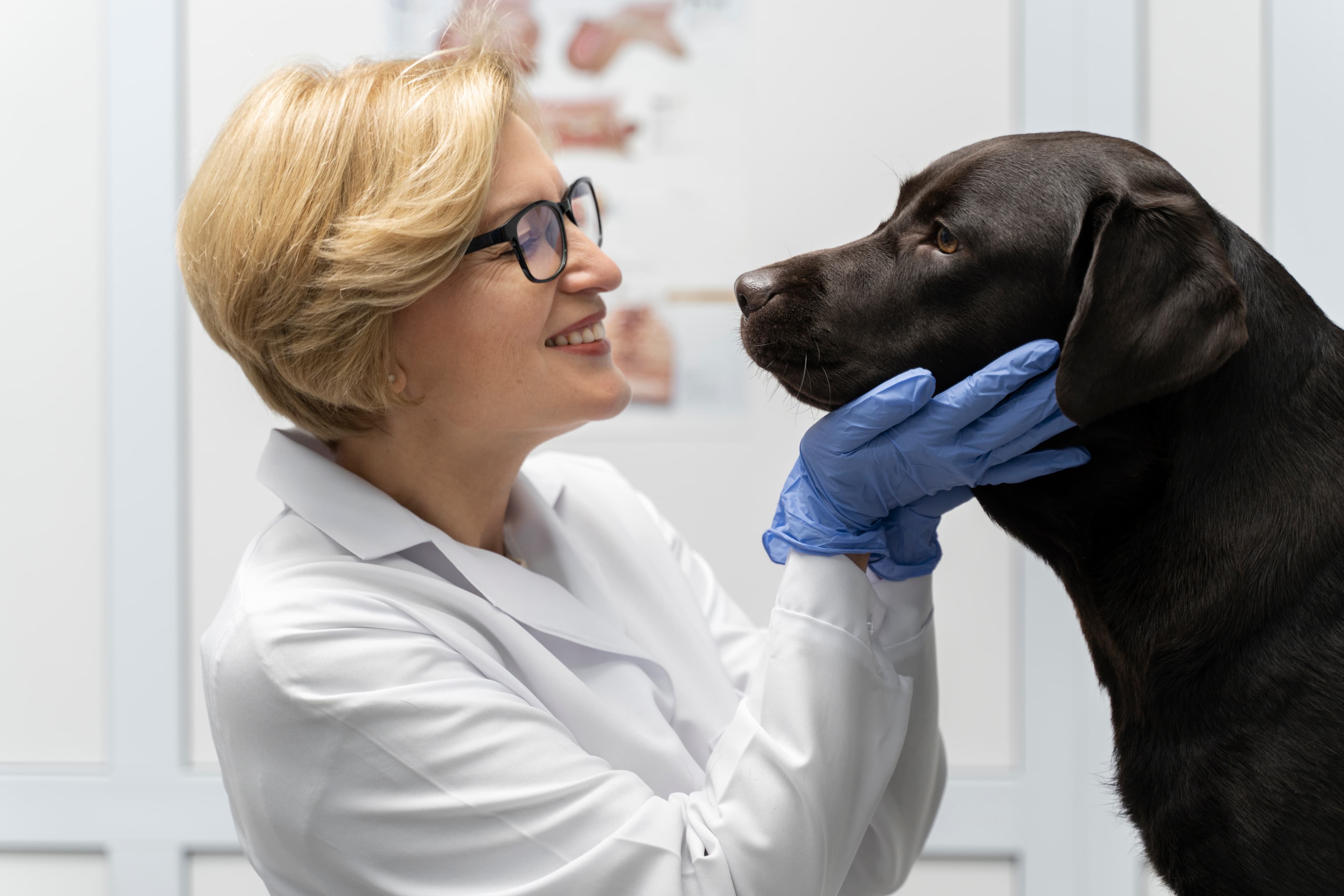 dog at vet