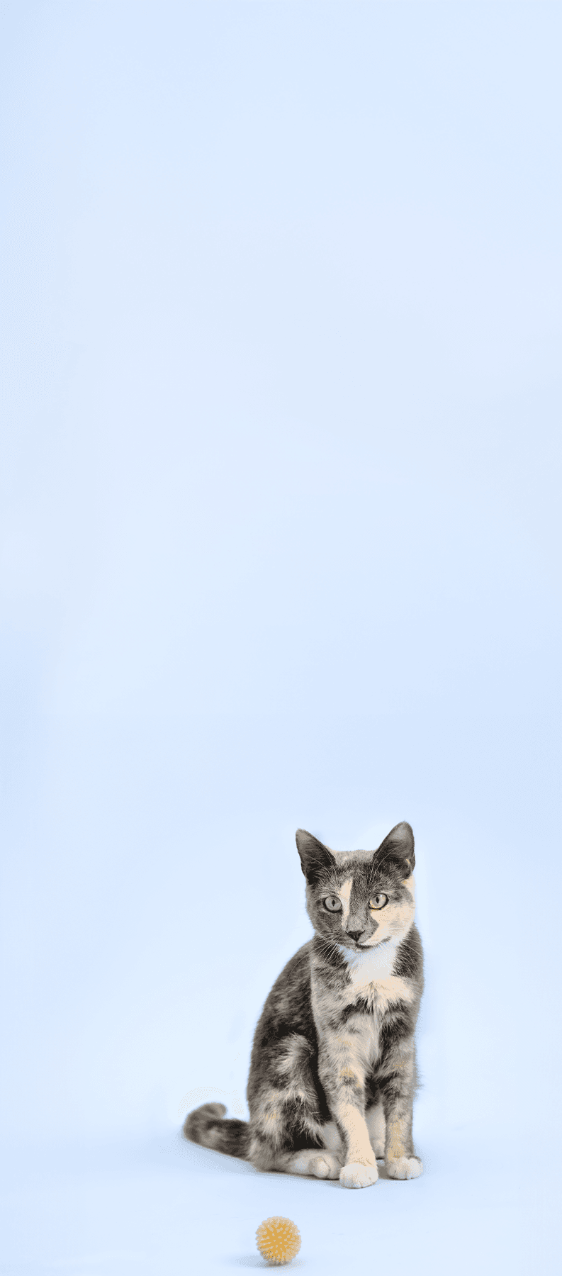 Cat1 Mobile