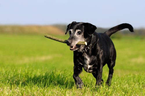 Activity ideas for older dogs - Keep body and mind fit