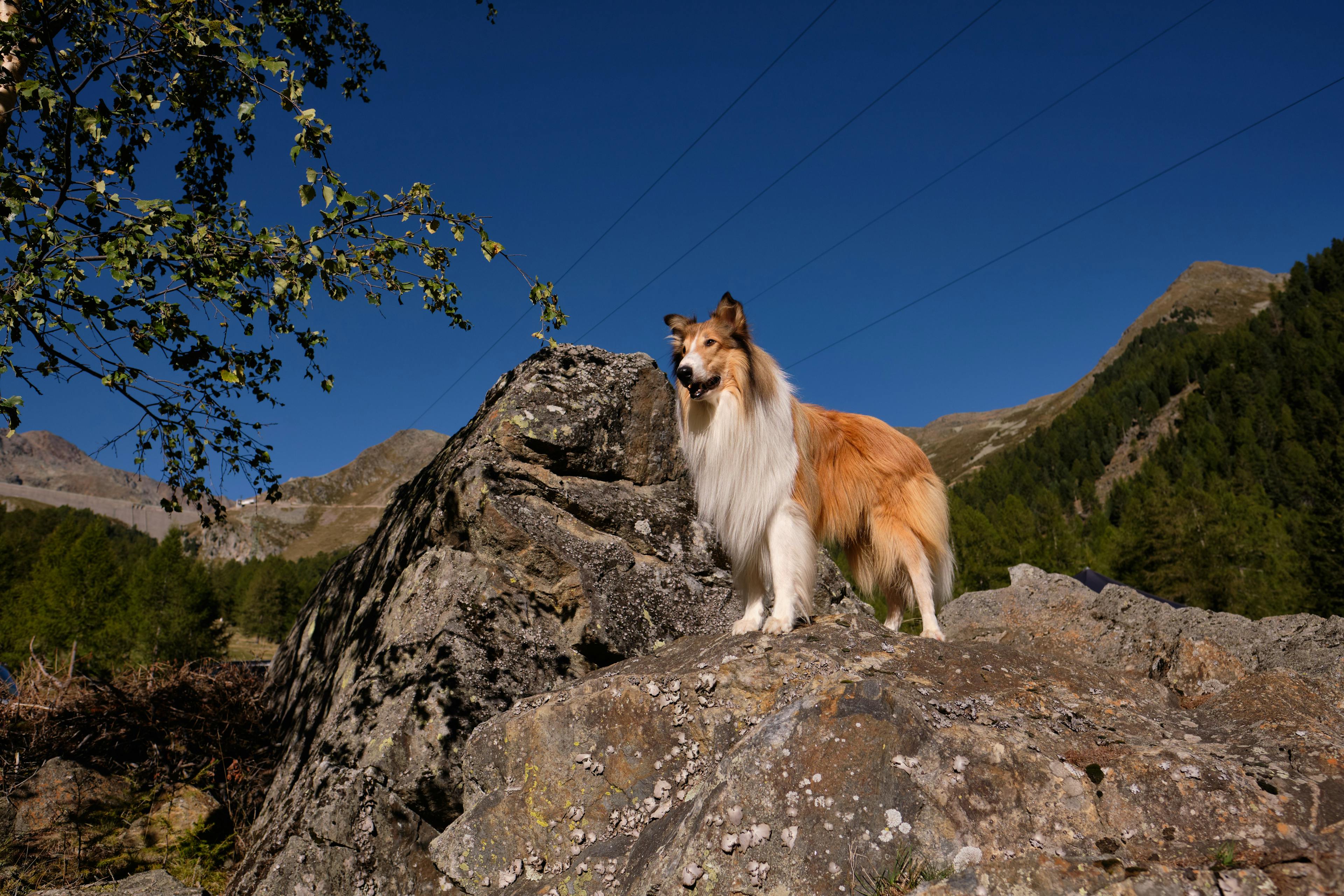 Lassie Movie hero image