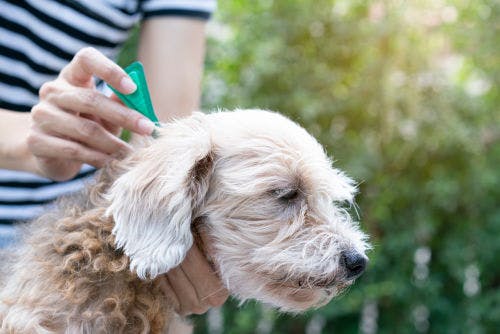 Wie du deinen Hund vor durch Zecken übertragenen Krankheiten schützen kannst