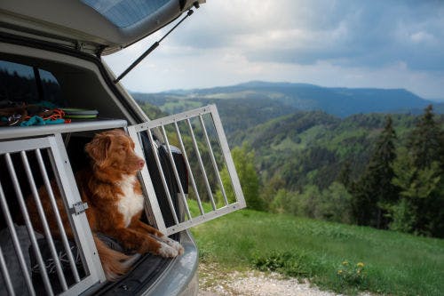 Help your dog overcome his fear of being in a car
