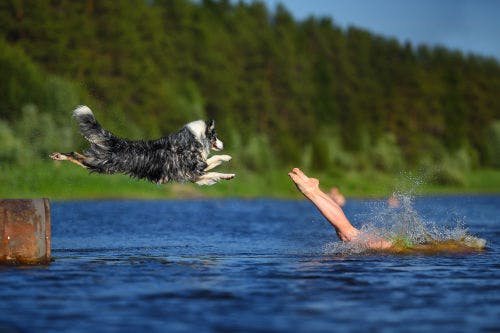 Können Hunde schwimmen?