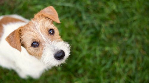 Analbeutelentzündung beim Hund – Symptome und Behandlung
