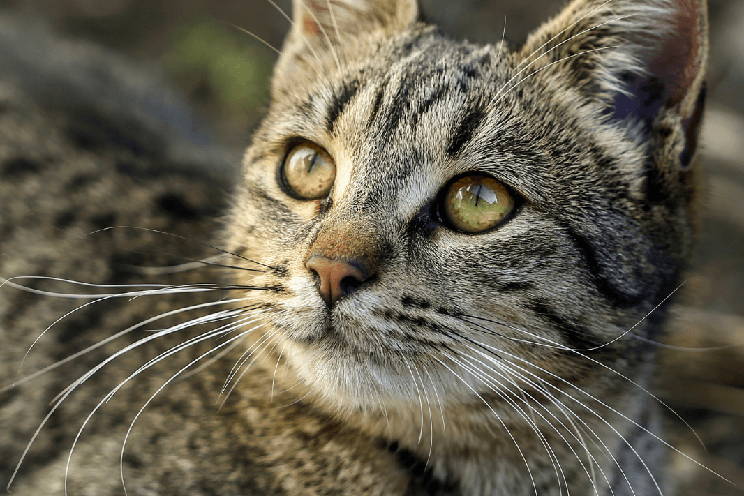 Europ isch Kurzhaar Katzen Rasseportrait Infos europ-isch-kurzhaar-katzen-rasseportrait-infos