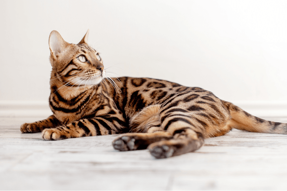 Chat Rasse Europäisch Kurzhaar Katzen– Rasseportrait & Infos